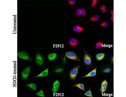 Phospho-Src (Tyr529) Antibody