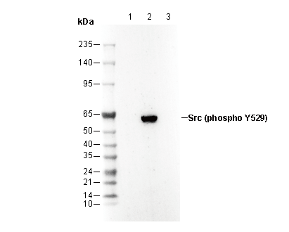 Phospho-Src (Tyr529) Antibody