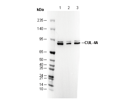 Cullin 4A / CUL-4A Antibody