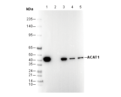 ACAT1 Antibody