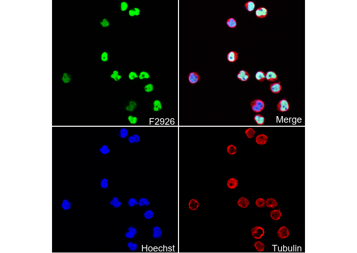 SATB1 Antibody