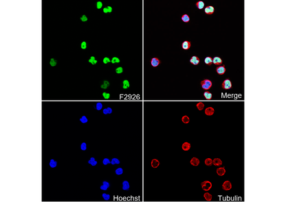 SATB1 Antibody