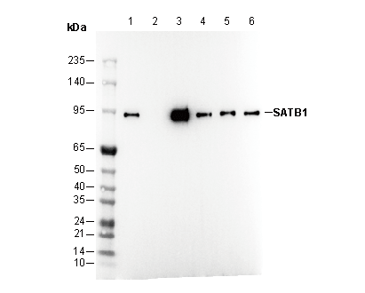 SATB1 Antibody