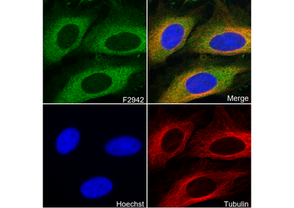 BubR1 Antibody