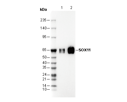 SOX11 Antibody