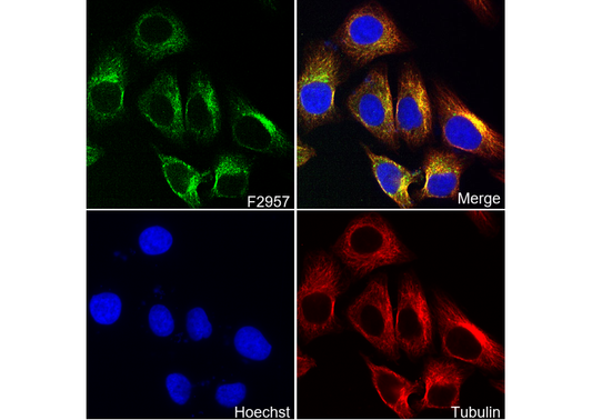 Syntaxin 3 Antibody
