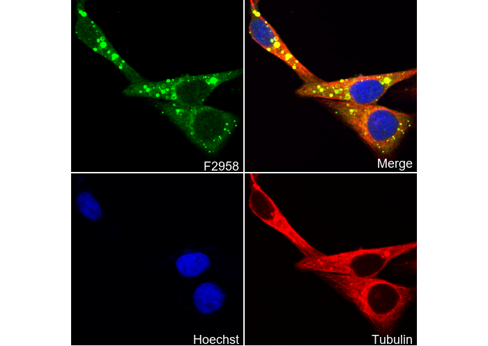 MST4 Antibody