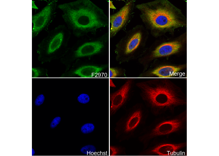AMF Antibody