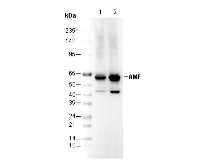 AMF Antibody