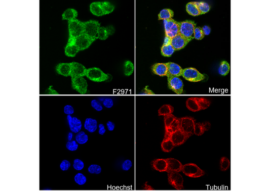 Cathepsin L/V/K/H Antibody