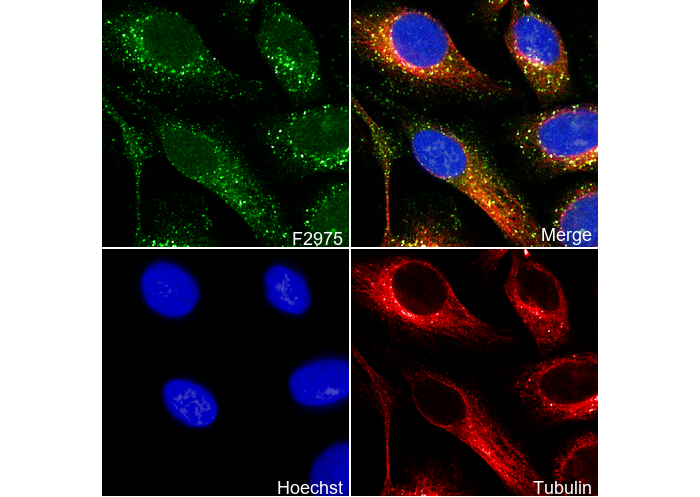 VPS26 Antibody
