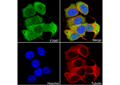 eIF5A2 + eIF5A Antibody