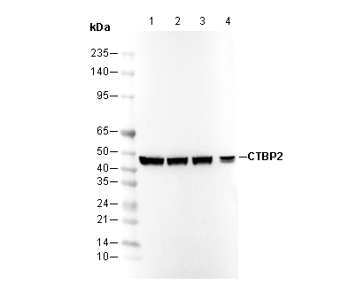 CTBP2 Antibody