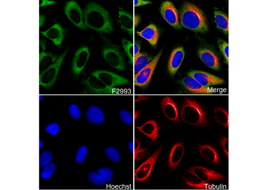 IMP3 Antibody