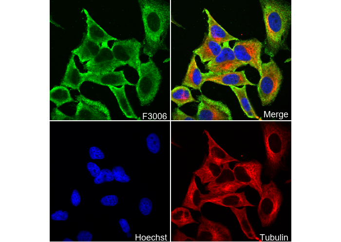 STOP Antibody