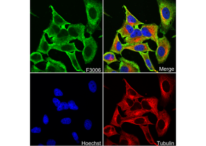 STOP Antibody