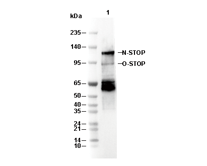 STOP Antibody