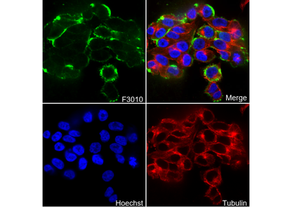 NG2/CSPG4 Antibody