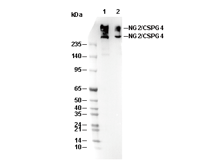 NG2/CSPG4 Antibody