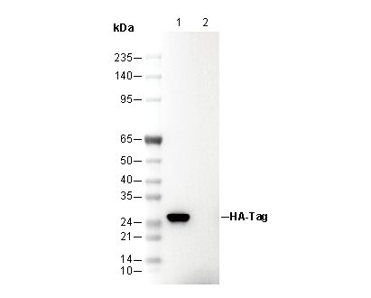 HSP27 Antibody