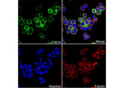 CD45 (Intracellular Domain) Antibody