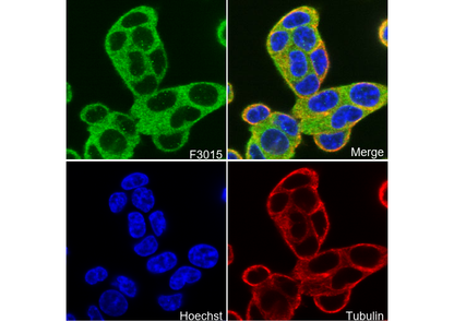 PLCγ2 Antibody