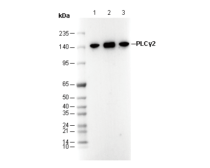 PLCγ2 Antibody