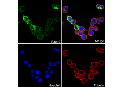 VISTA Antibody