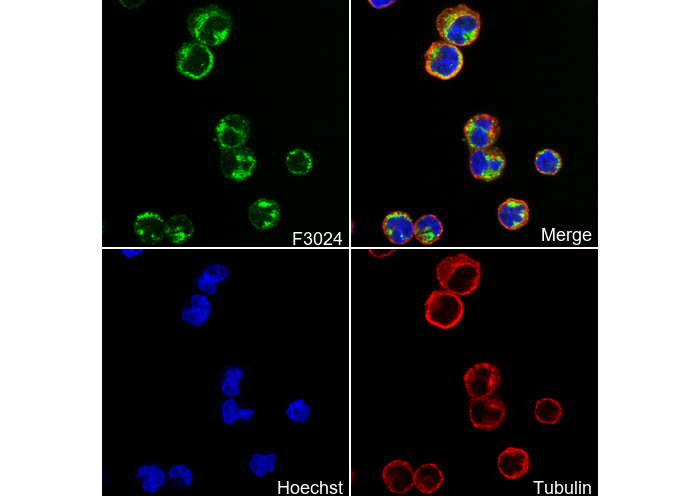 CD10/Neprilysin Antibody
