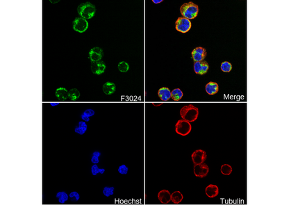 CD10/Neprilysin Antibody
