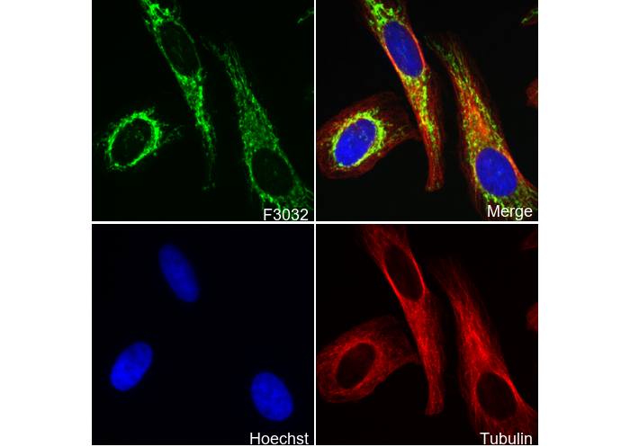 Glutamate Dehydrogenase 1/2 Antibody