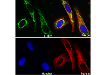 Glutamate Dehydrogenase 1/2 Antibody