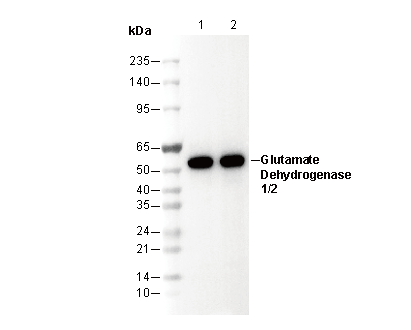 Glutamate Dehydrogenase 1/2 Antibody