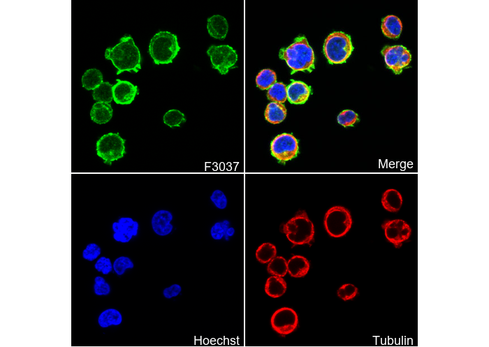 Integrin α4 Antibody