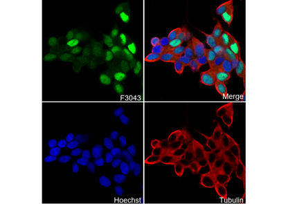 TWIST1 Antibody
