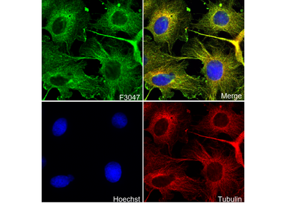 Ribosomal Protein S3 Antibody