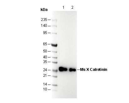 Calretinin Antibody