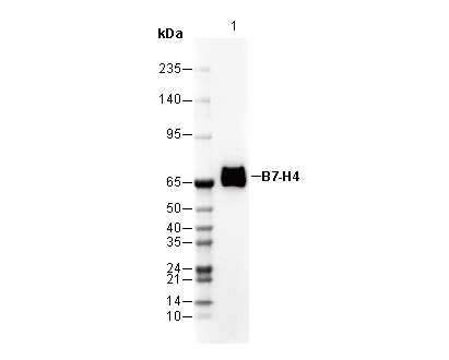 B7-H4 Antibody