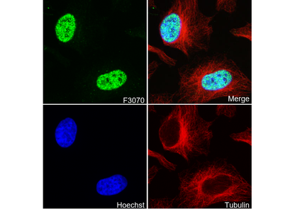 Phospho-c-Jun (Ser73) Antibody