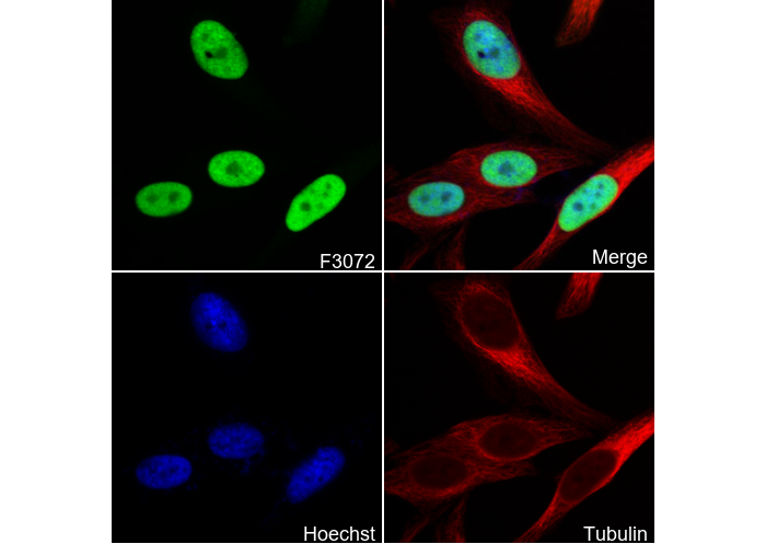 RPA32/RPA2 Antibody