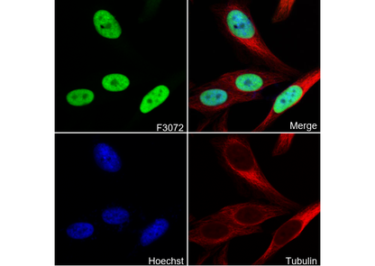 RPA32/RPA2 Antibody