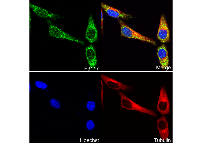 Homer1 Antibody