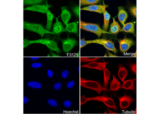 MDA5 Antibody
