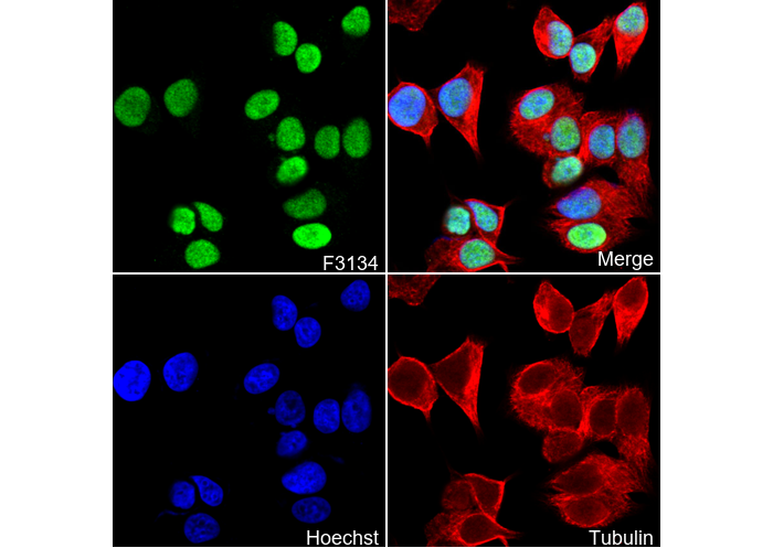 PEA3 Antibody