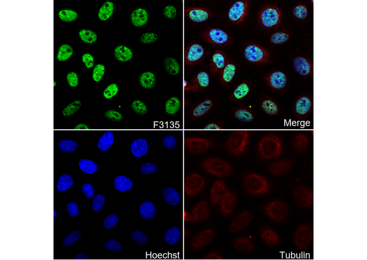 Rad52 Antibody