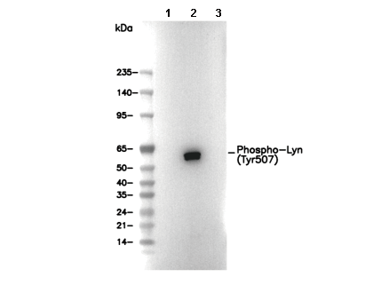 Phospho-Lyn (Tyr507) Antibody