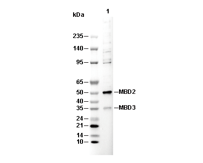 MBD2 + MBD3 Antibody
