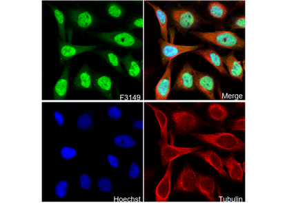 HIF1AN/FIH-1 Antibody