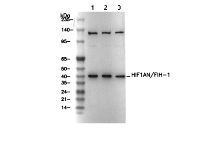 HIF1AN/FIH-1 Antibody