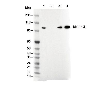 Matrin 3 Antibody